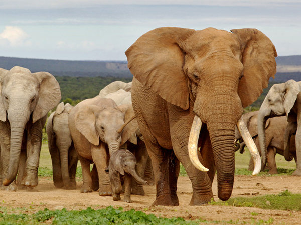 Elephant Special reserve tour