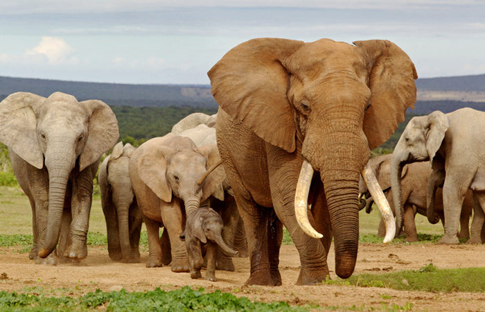 Elephant Special reserve tour