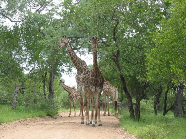Kruger park tour
