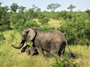 Maputo Special Reserve: where the largest Mozambique animals meet