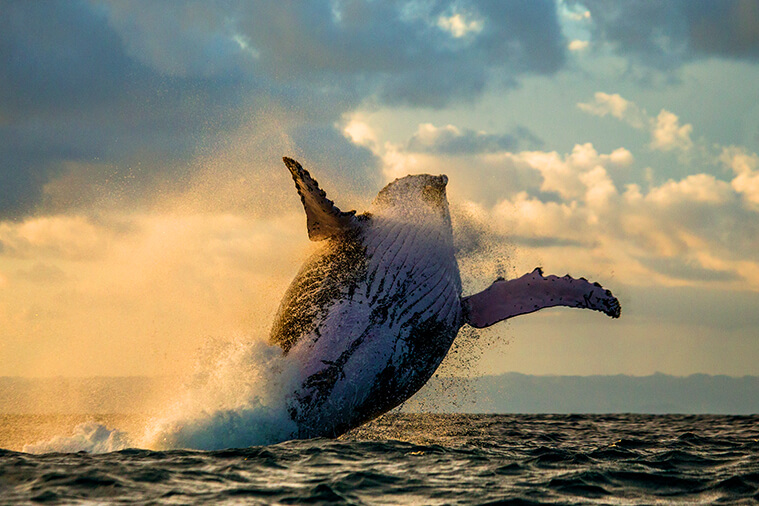 mozambique whale watching tour