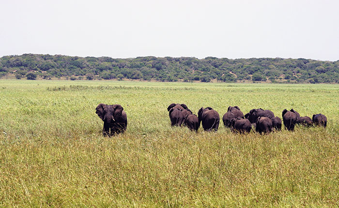 Mozambique safari tours
