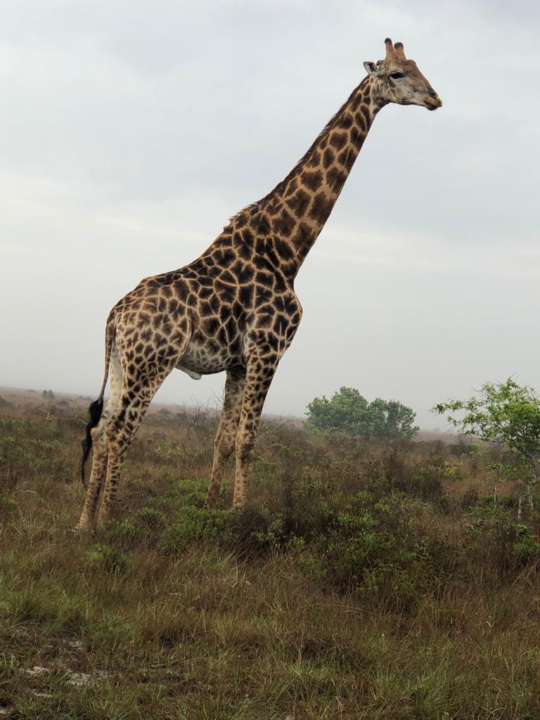 Maputo National Park Wildlife